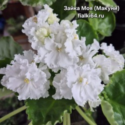 Зайка Моя (Макуни)
